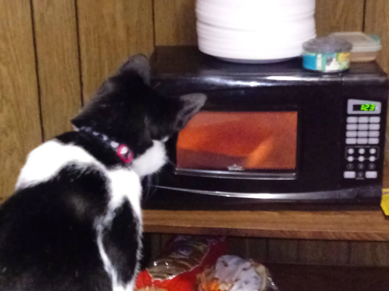Lost cat in Frankfort, OH, 45628