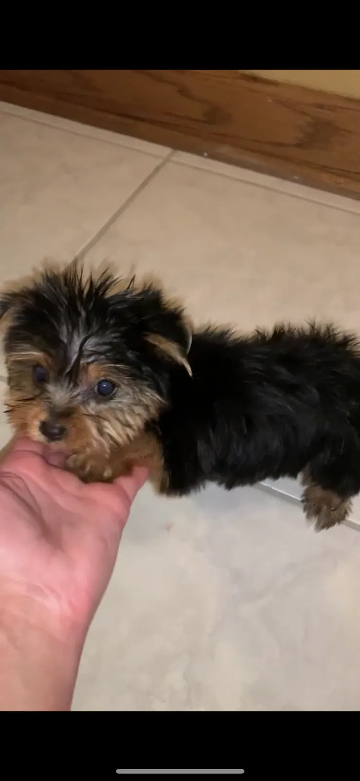 Lost dog in Zion, IL, 60099
