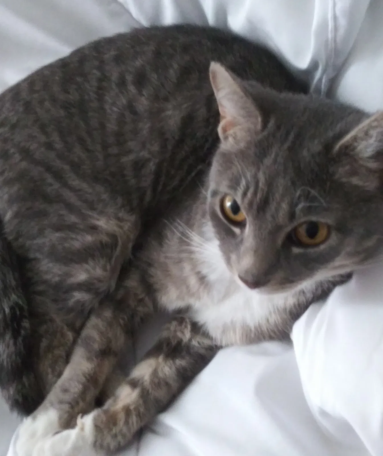 Lost cat in Racine, WI, 53404
