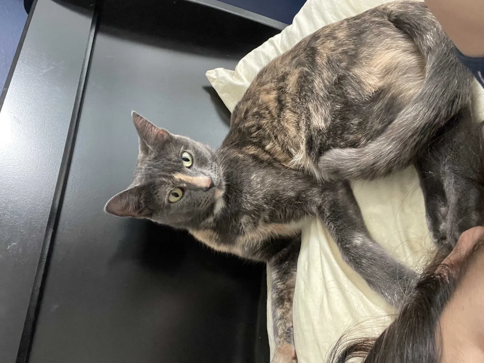 Lost cat in Pearland, TX, 77584