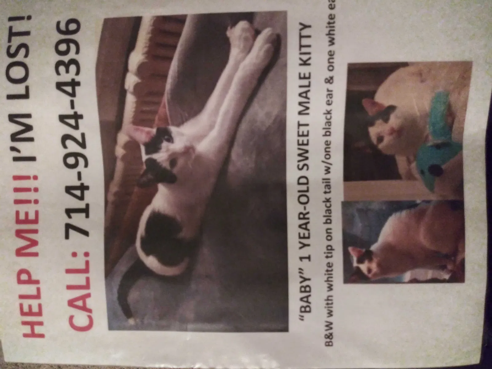 Lost cat in Richboro, PA, 18954