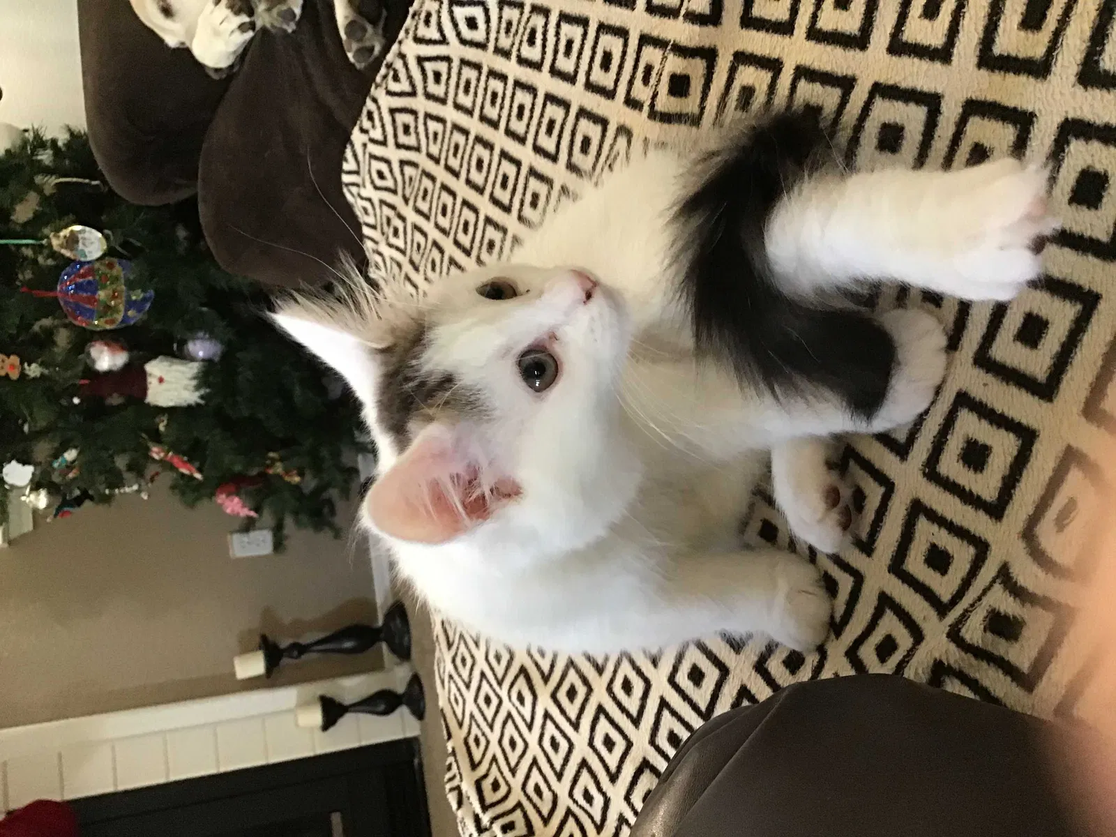 Lost cat in Fresno, CA, 93722