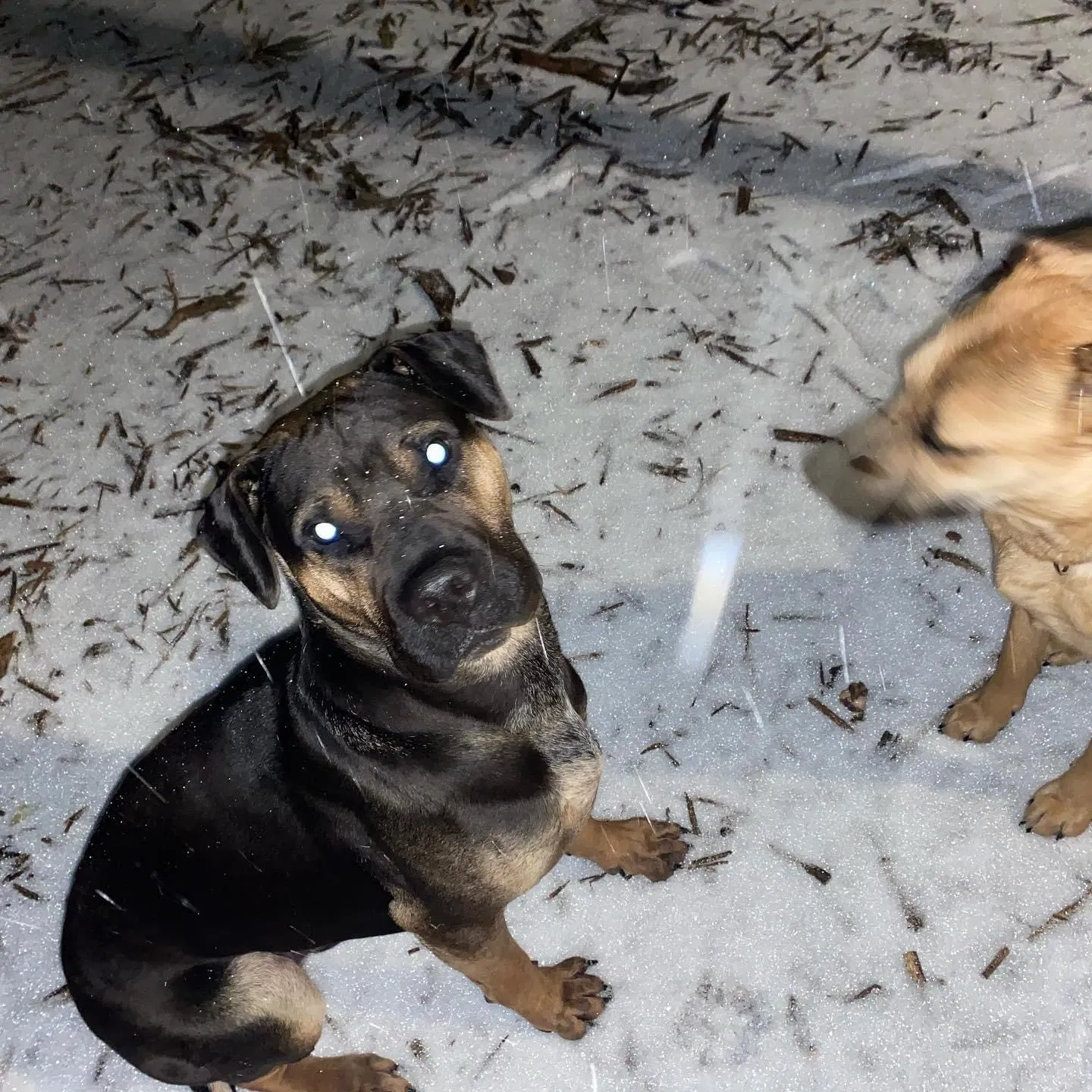 Lost dog in Cleveland, TX, 77327
