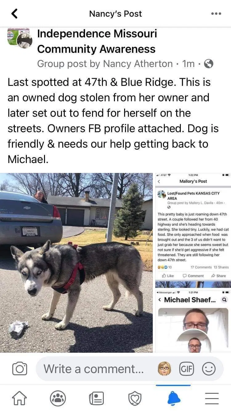 Lost dog in Independence, MO, 64052