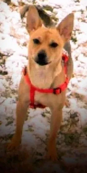 Lost dog in White House, TN, 37188