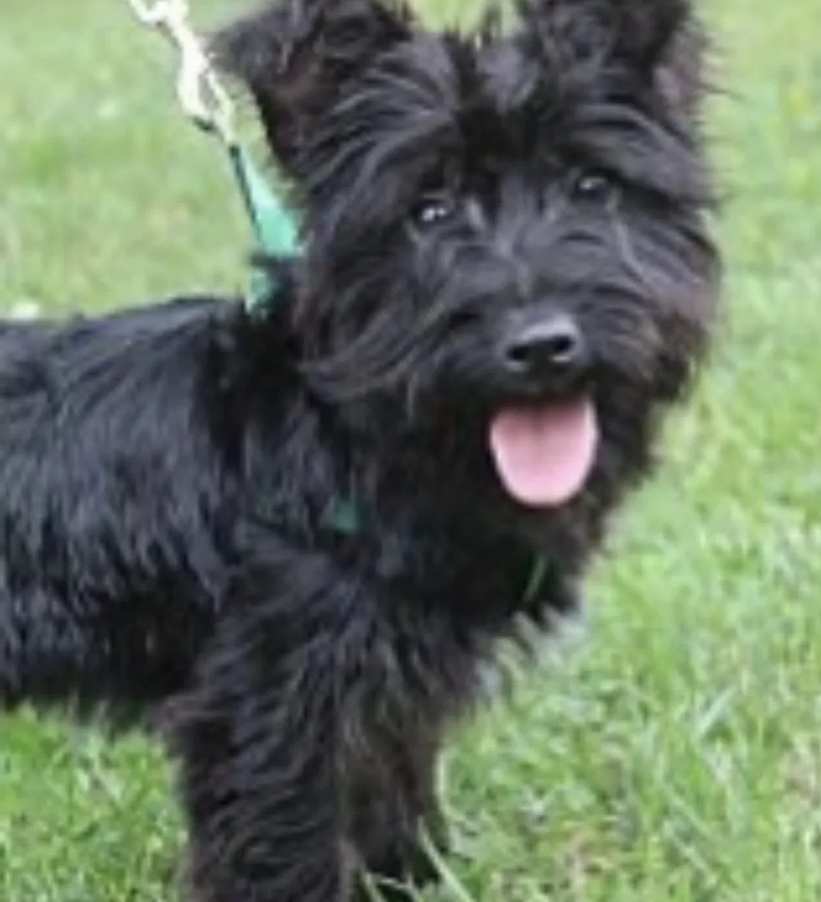 Found dog in Norman, OK, 73071