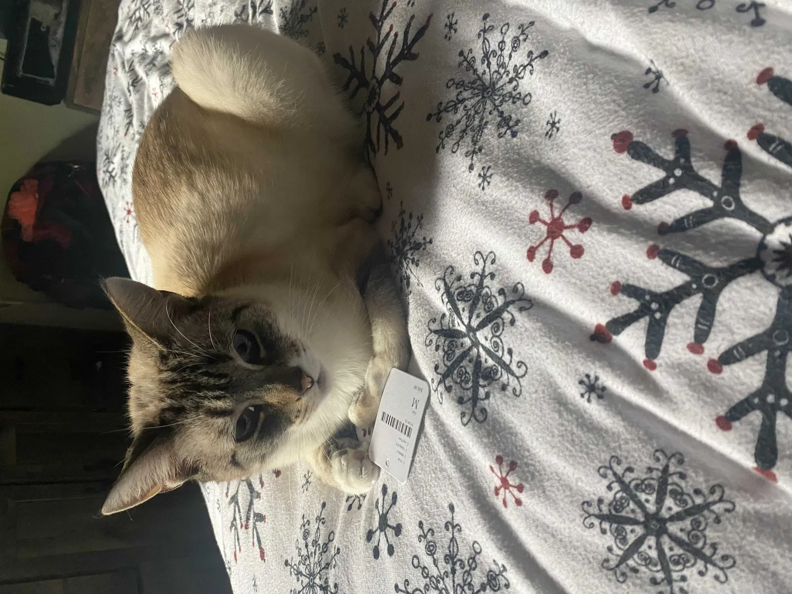 Lost cat in Pinole, CA, 94564