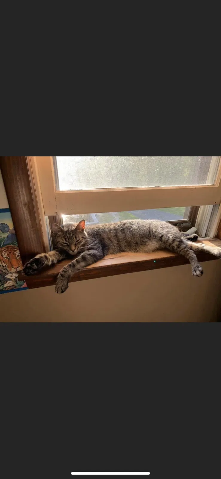 Lost cat in Fleetwood, PA, 19522