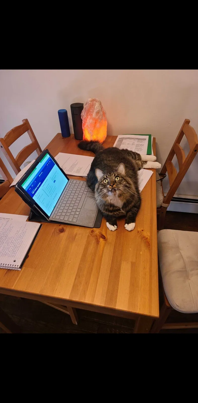 Lost cat in Littleton, CO, 80125