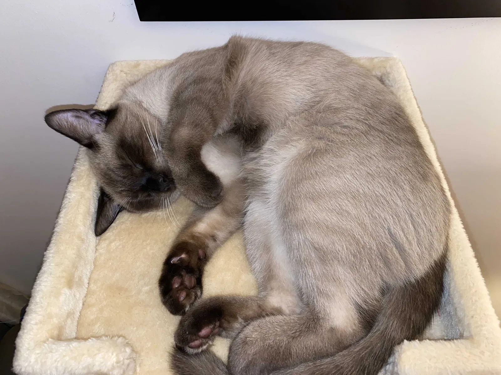 Lost cat in Quakertown, PA, 18951