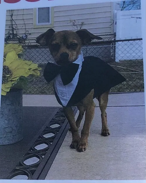 Lost dog in Kearny, NJ, 7032