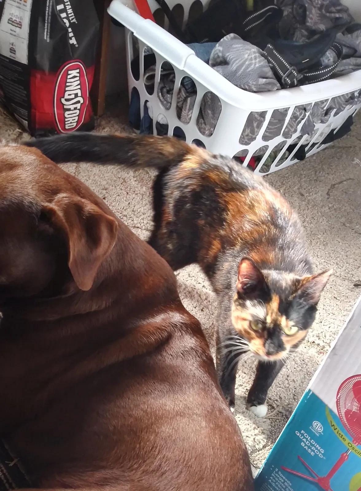 Lost cat in Hopkins, SC, 29061