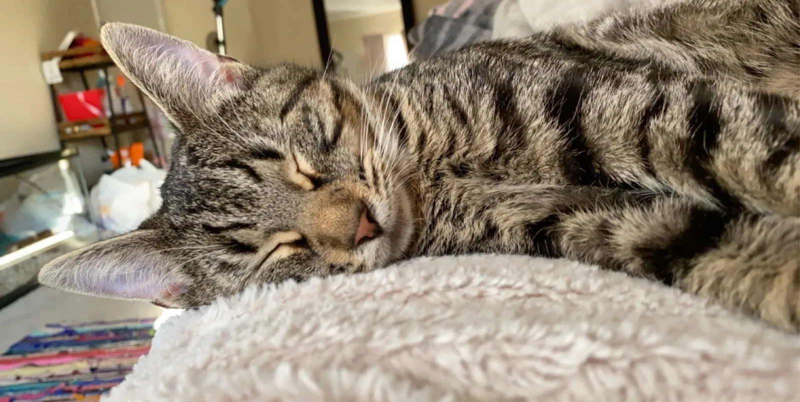 Lost cat in Pensacola, FL, 32514