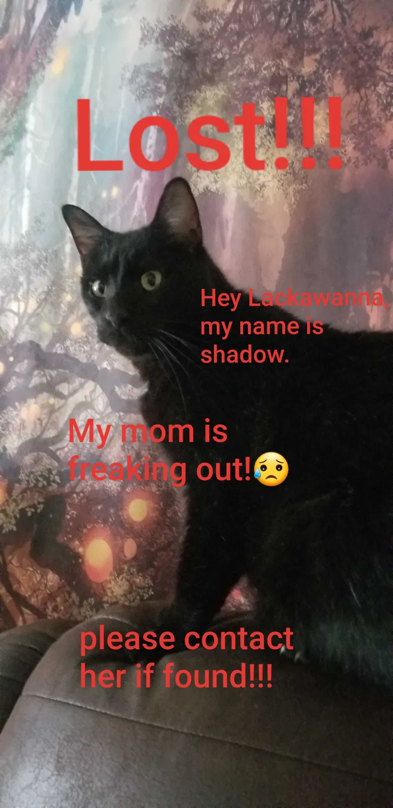 Lost cat in Buffalo, NY, 14218