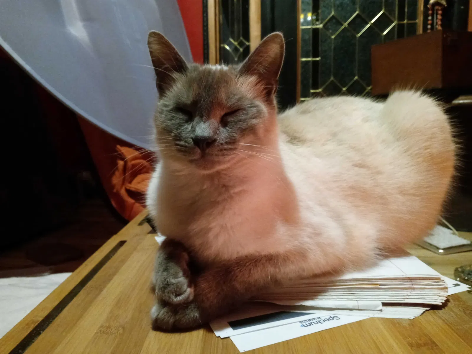 Lost cat in Haltom City, TX, 76117