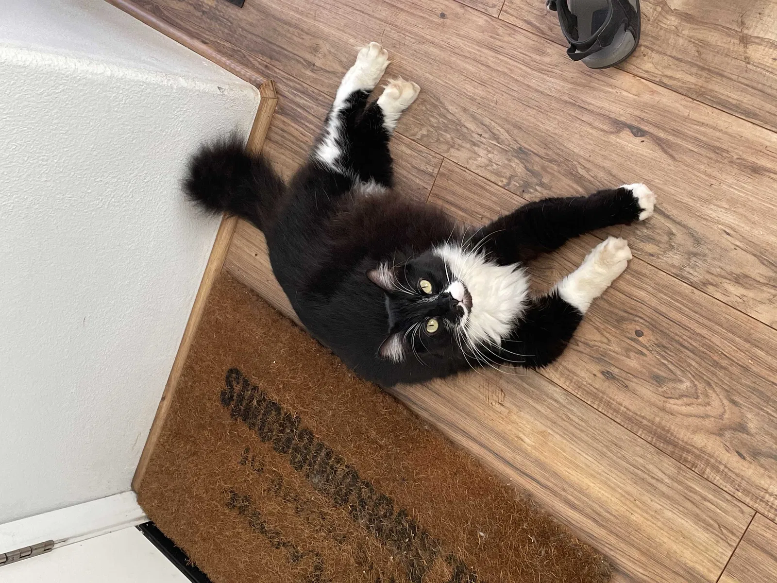 Lost cat in Ewa Beach, HI, 96706