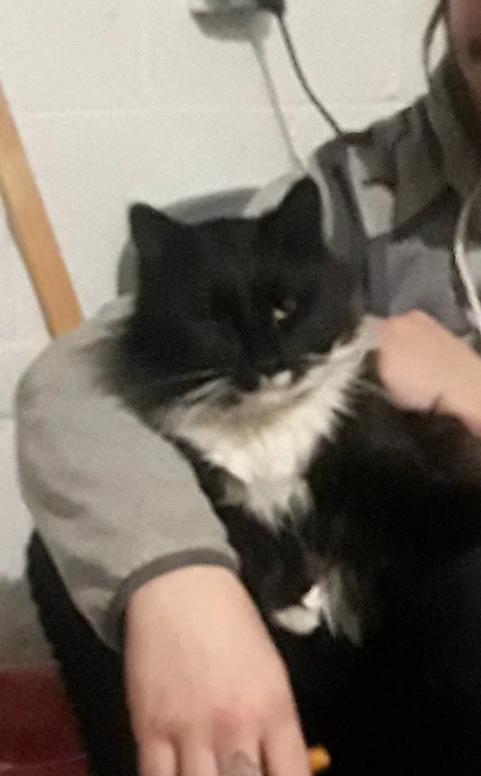 Lost cat in Denver, CO, 80204