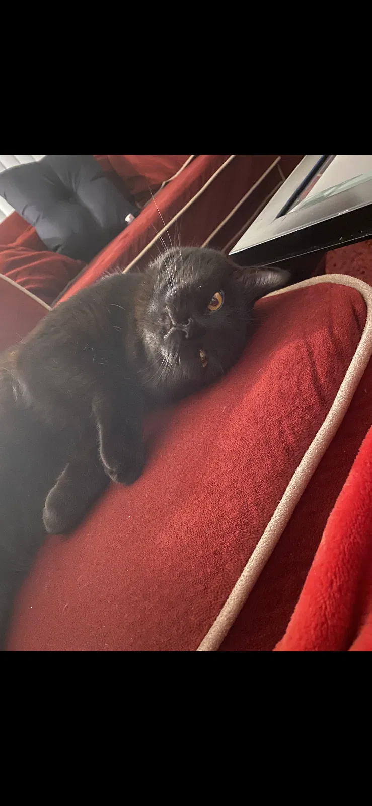 Lost cat in Citrus Heights, CA, 95621