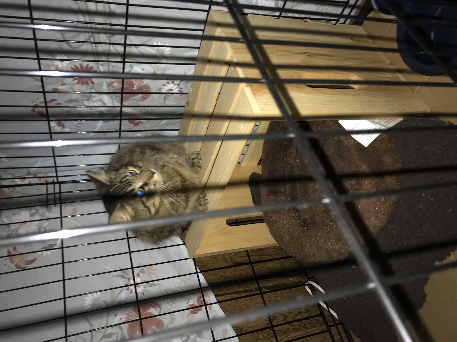 Lost cat in Pensacola, FL, 32507