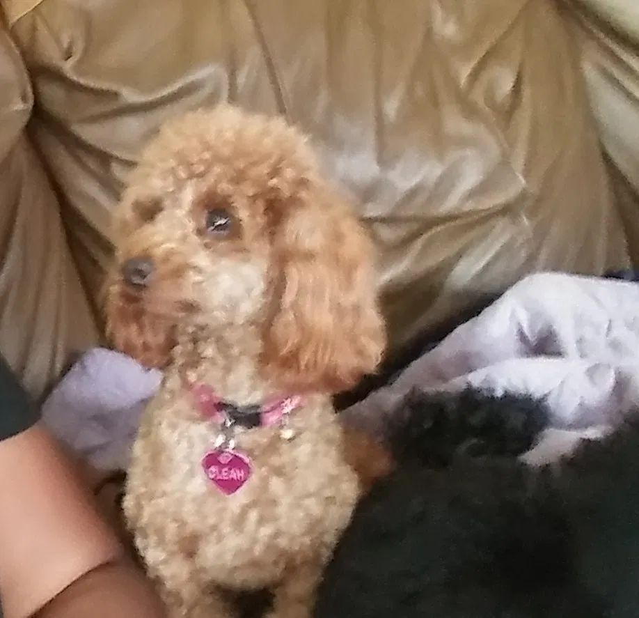 Found dog in Madison, AL, 35758