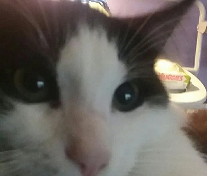 Lost cat in Loris, SC, 29569