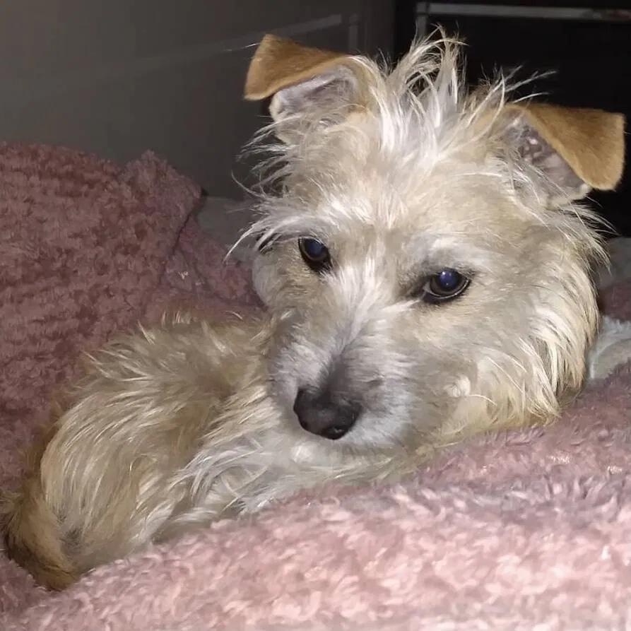Lost dog in Glendale, AZ, 85301