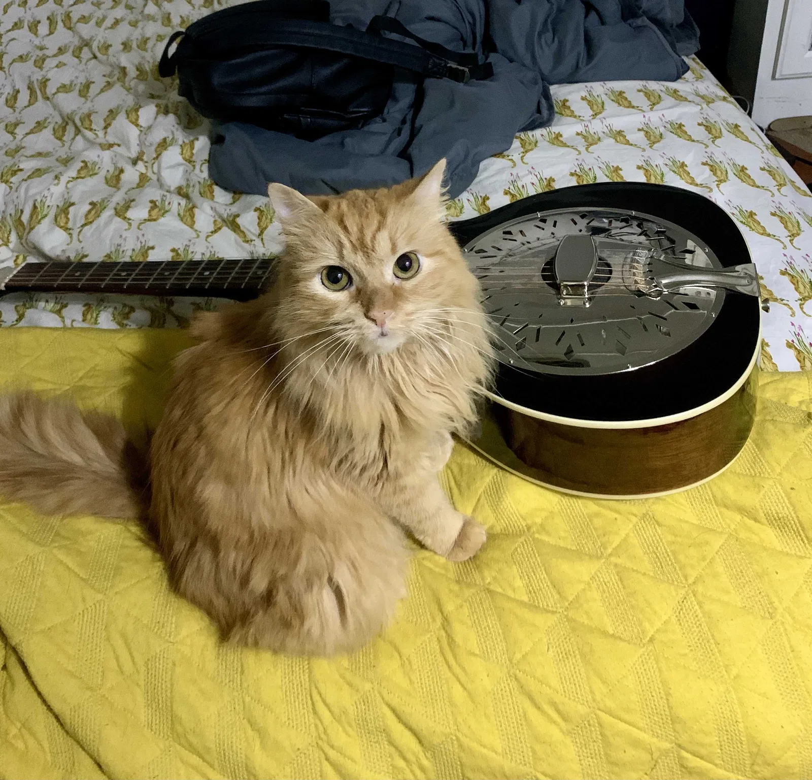 Lost cat in Cantonment, FL, 32533