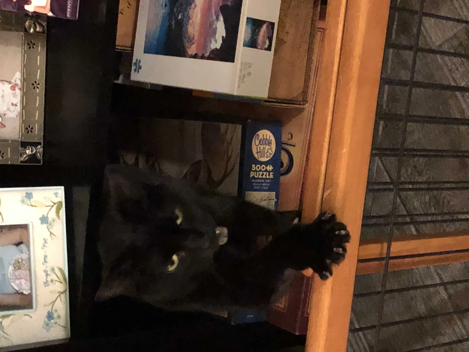Lost cat in Santa Rosa, CA, 95403