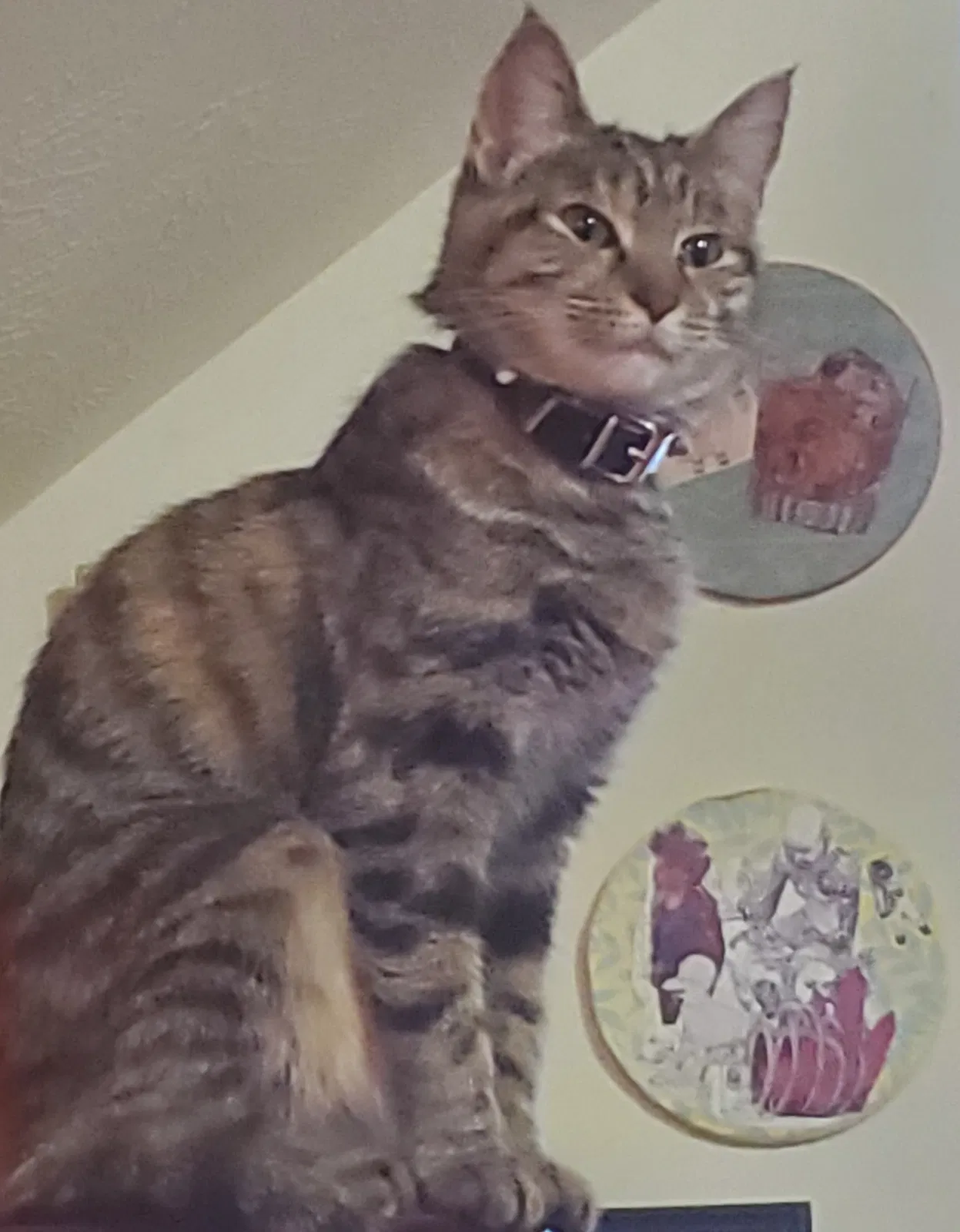 Lost cat in Louisville, KY, 40214