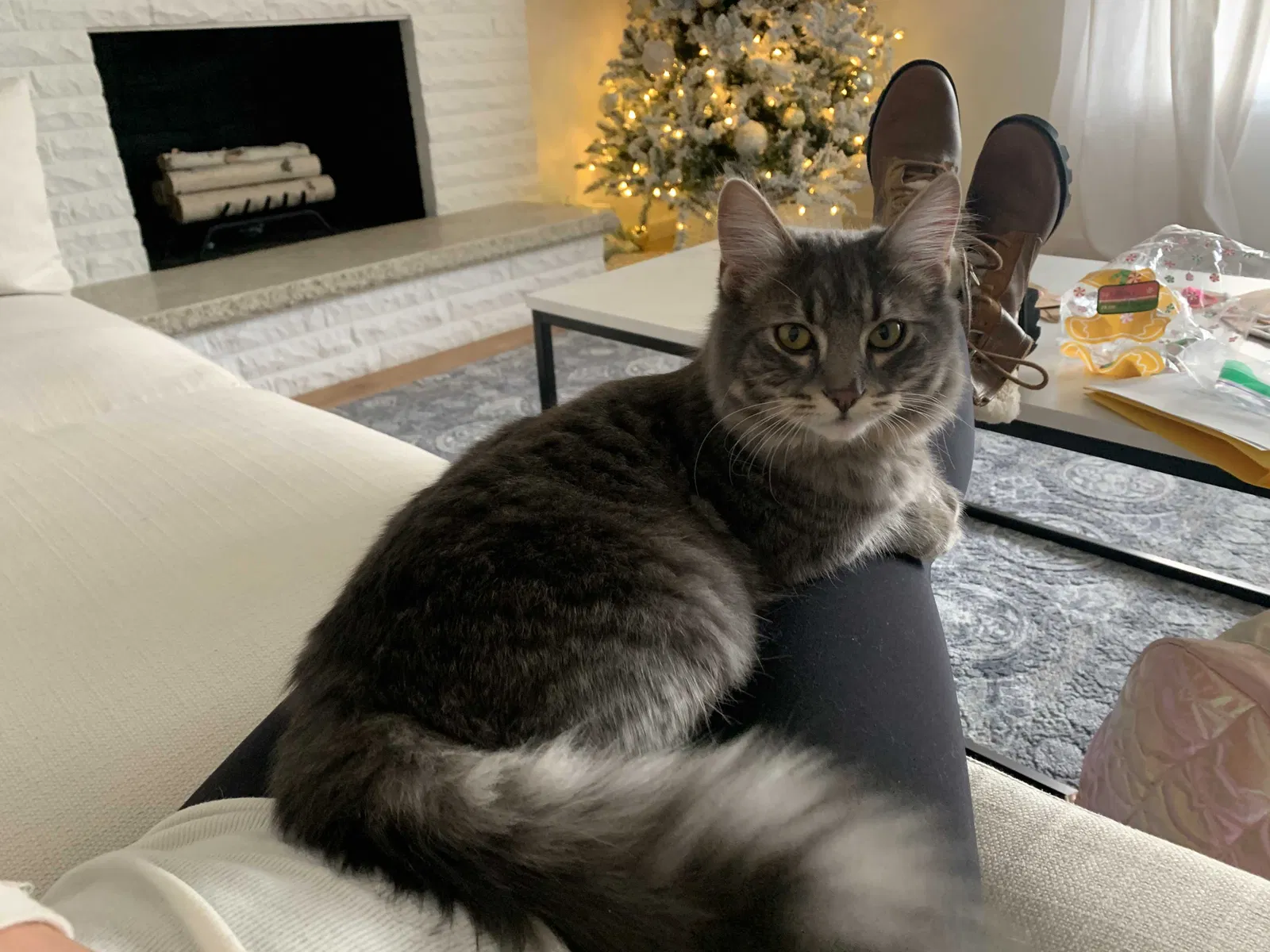 Lost cat in Gresham, OR, 97030