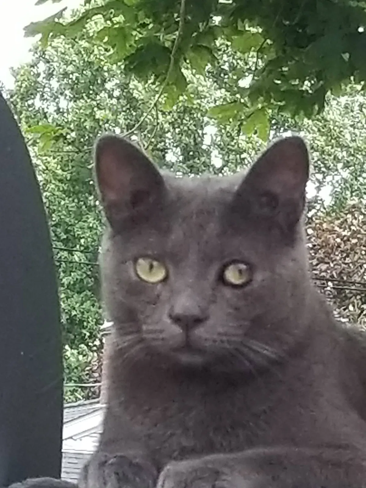 Lost cat in Catonsville, MD, 21228