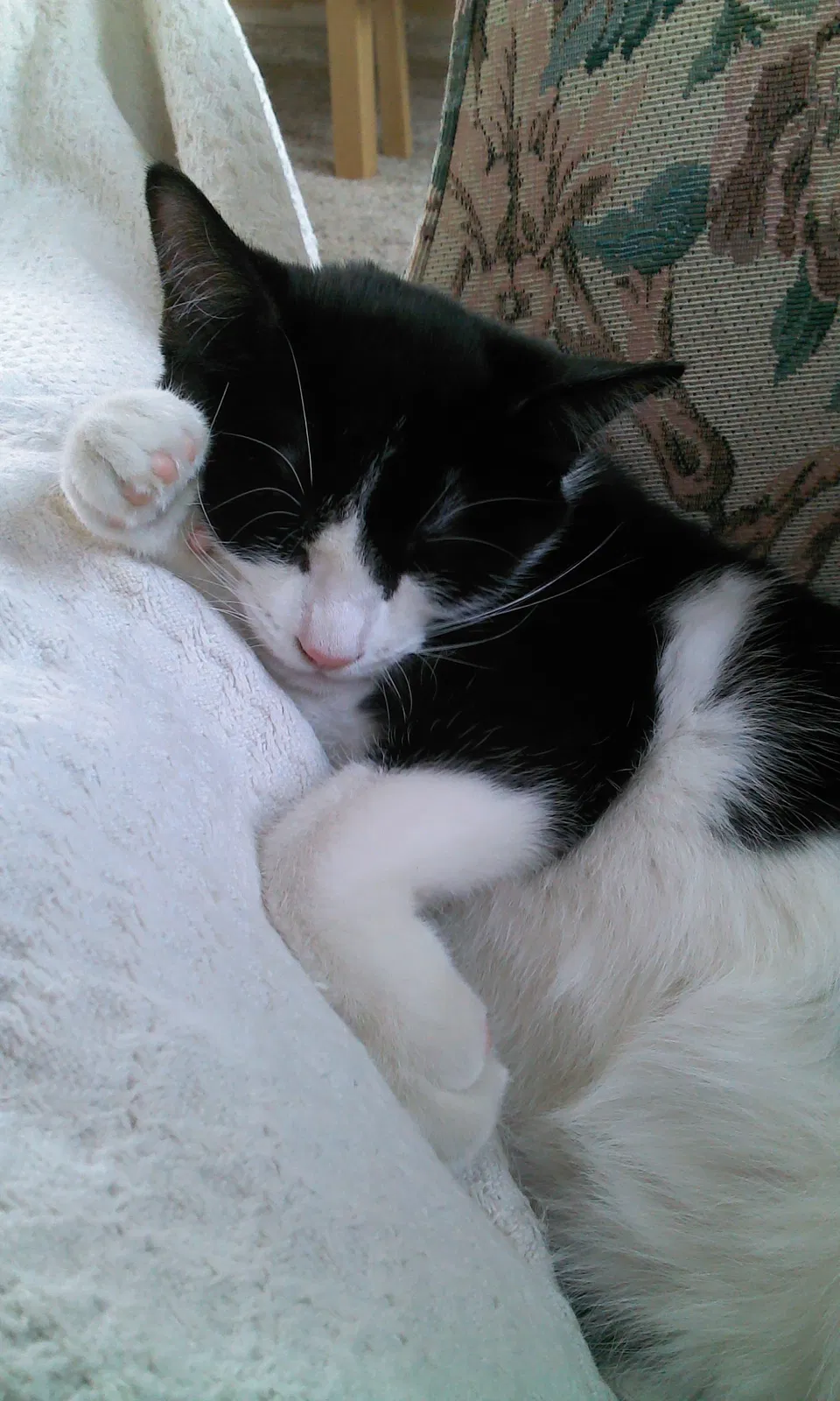 Lost cat in Racine, WI, 53405