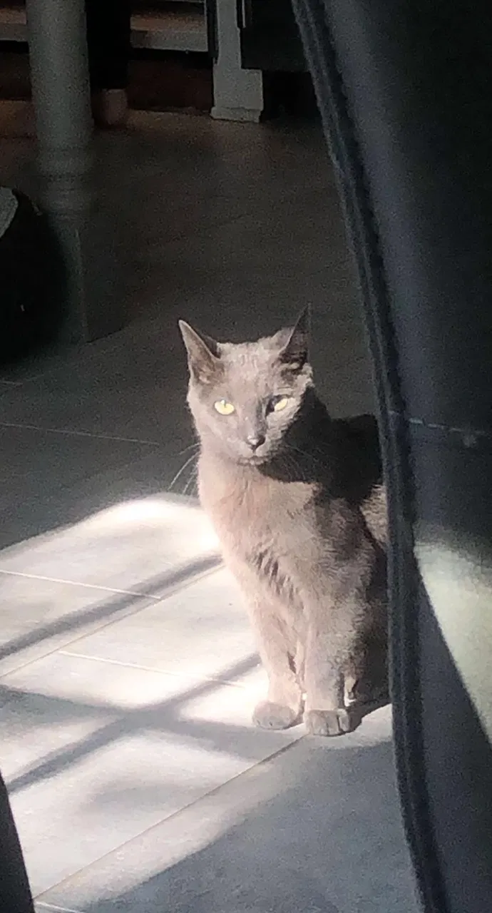 Lost cat in San Antonio, TX, 78230