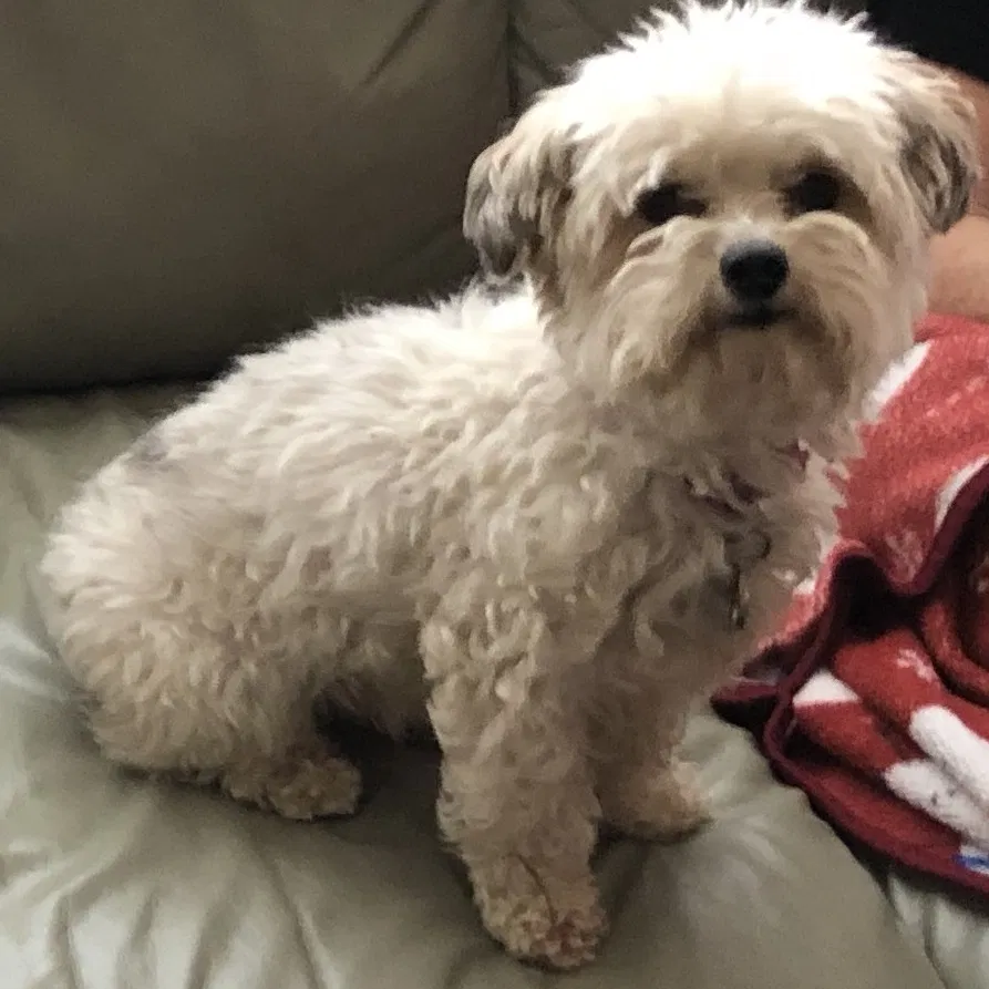 Lost dog in Keller, TX, 76244