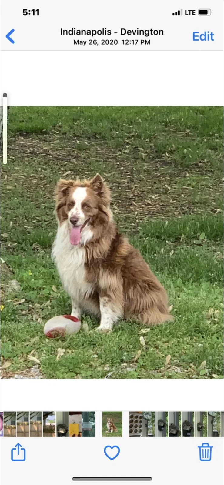 Lost dog in Indianapolis, IN, 46226
