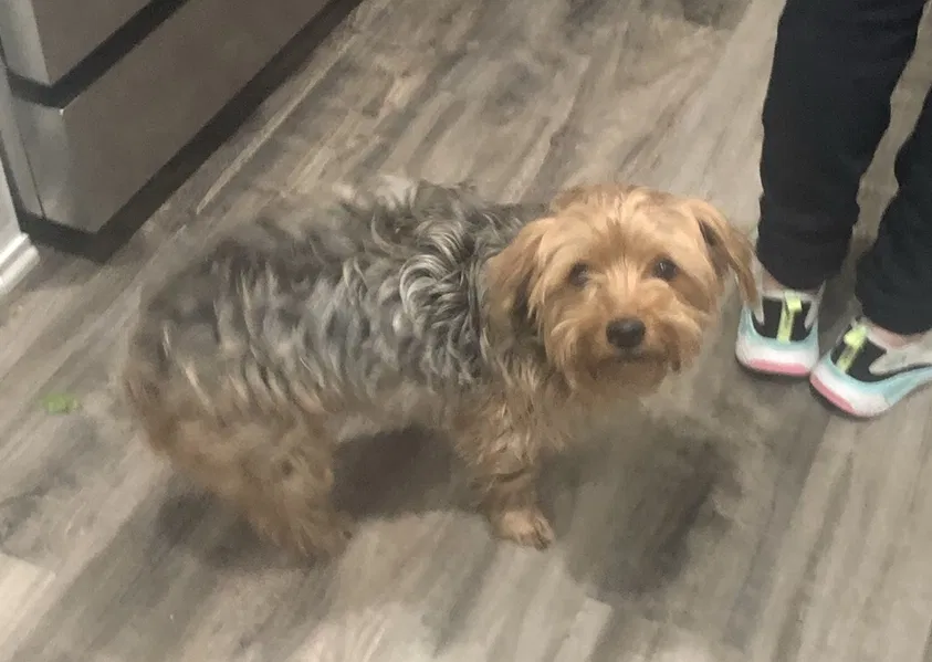 Lost dog in Fort Worth, TX, 76108