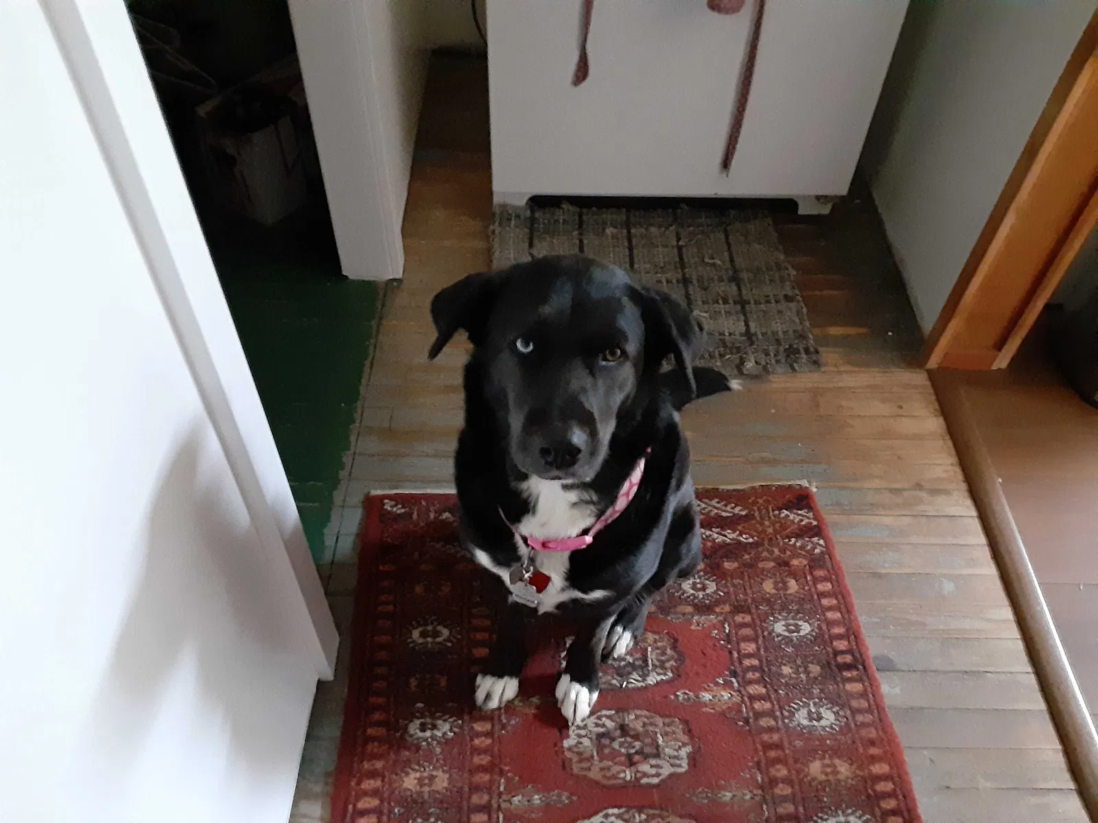 Lost dog in Mountain Rest, SC, 29664