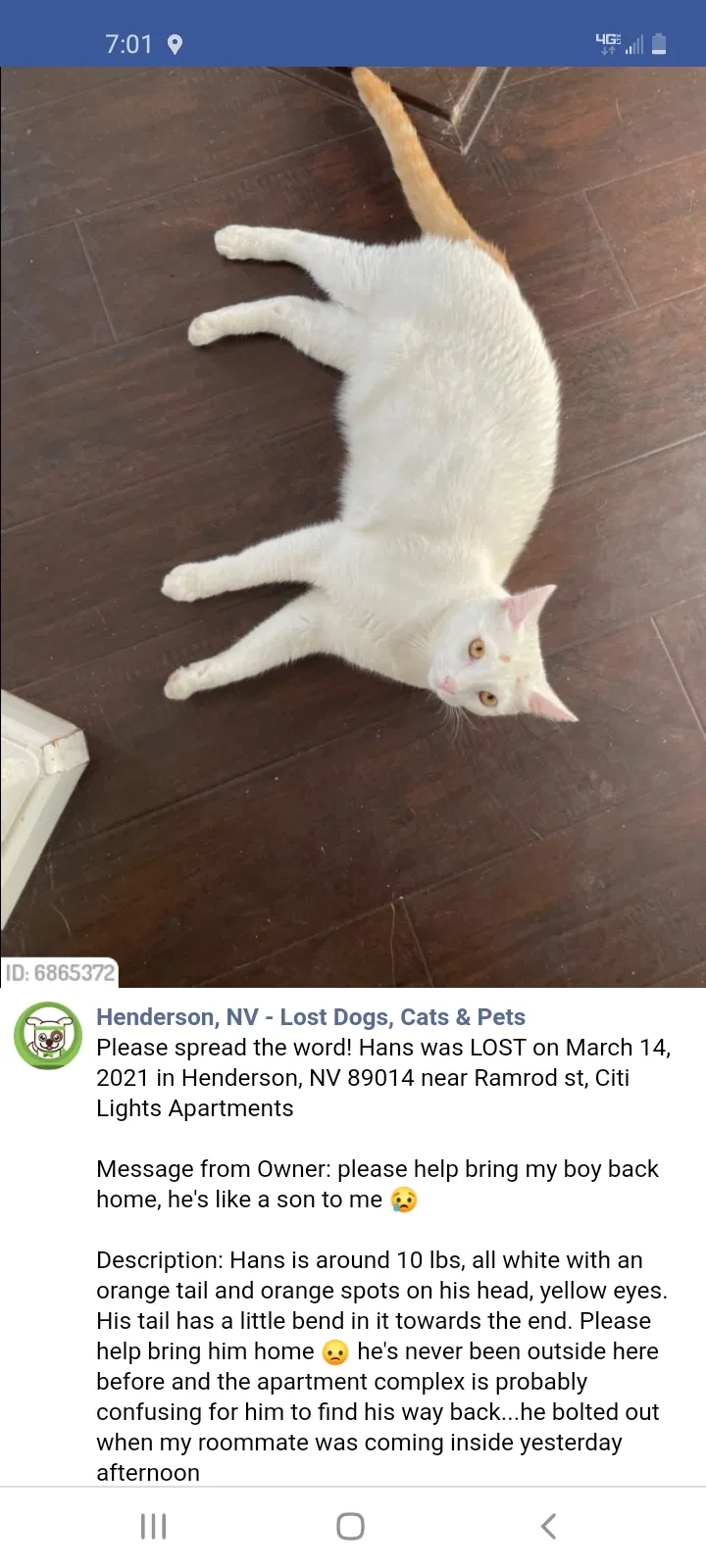 Lost cat in Henderson, NV, 89014