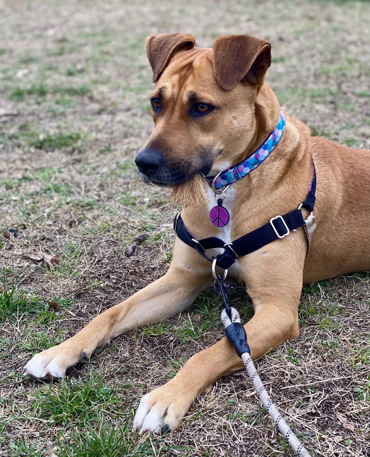 Lost dog in Austin, TX, 78703