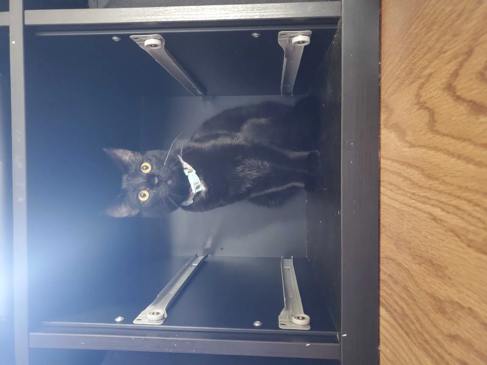 Lost cat in Vancouver, WA, 98686