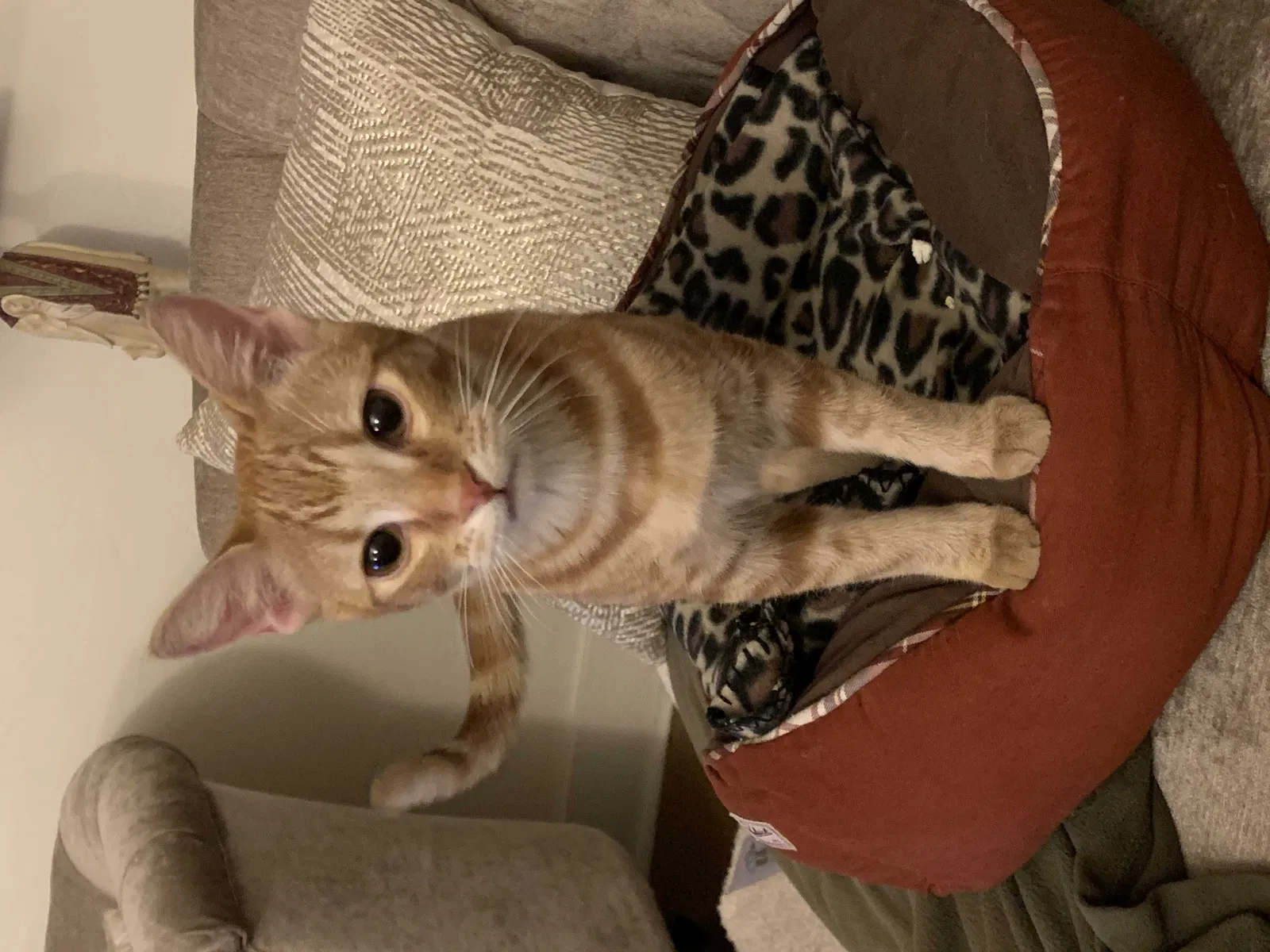 Lost cat in Scottsdale, AZ, 85251