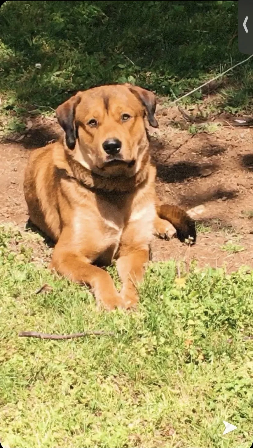 Lost dog in Columbia, TN, 38401