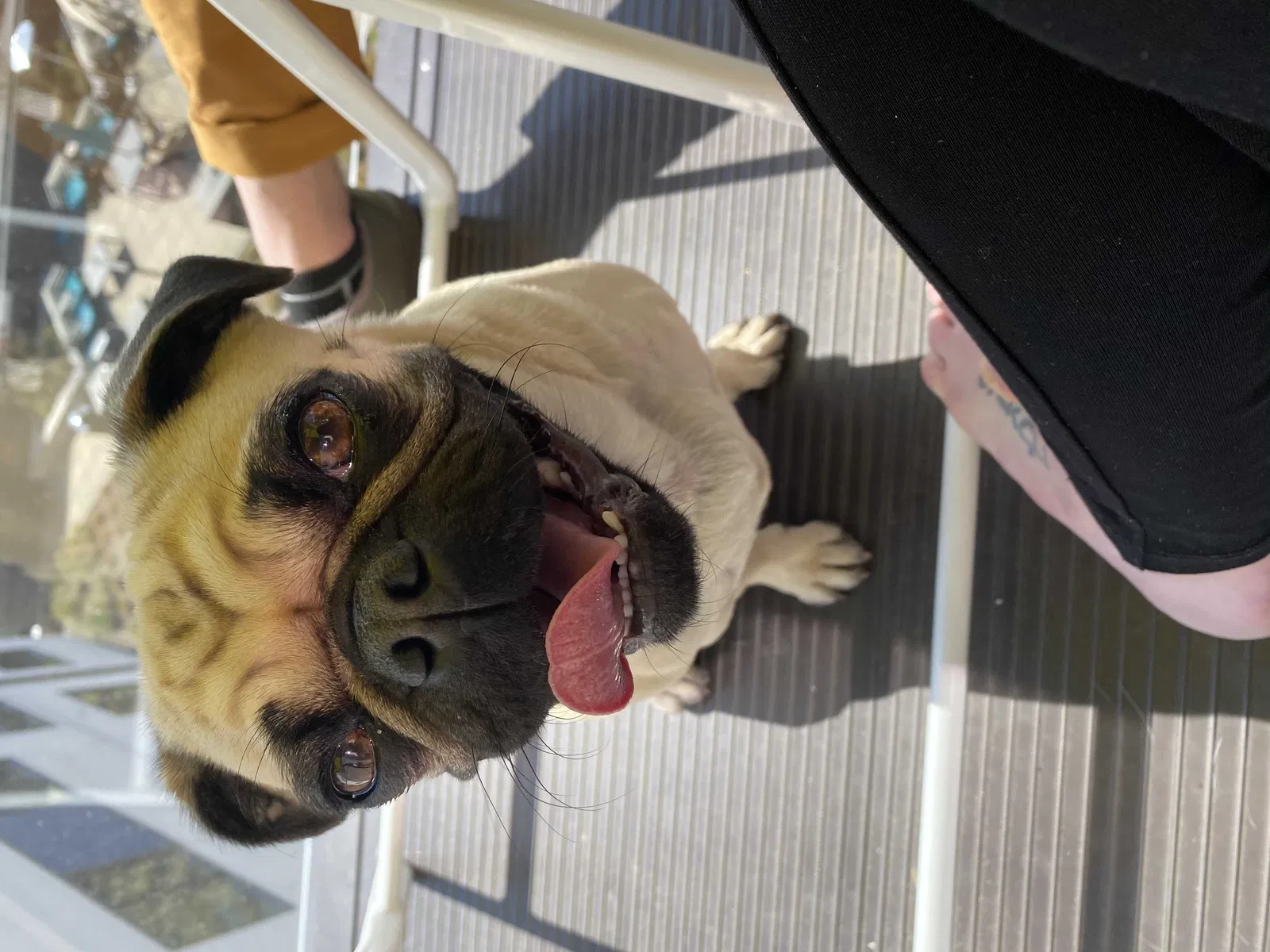 Lost dog in Portland, OR, 97239