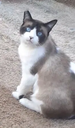 Lost cat in Antioch, CA, 94509