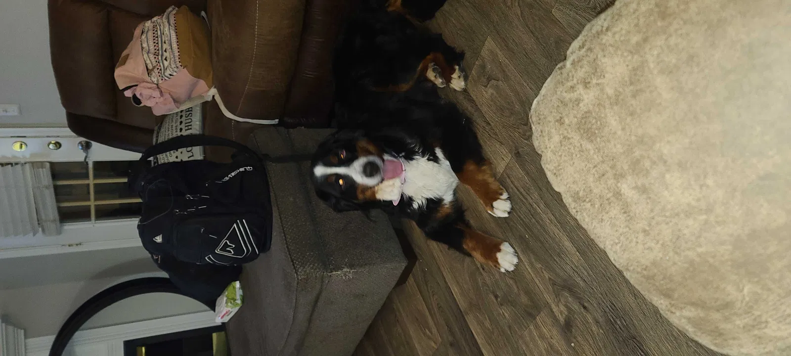 Lost dog in Newnan, GA, 30265