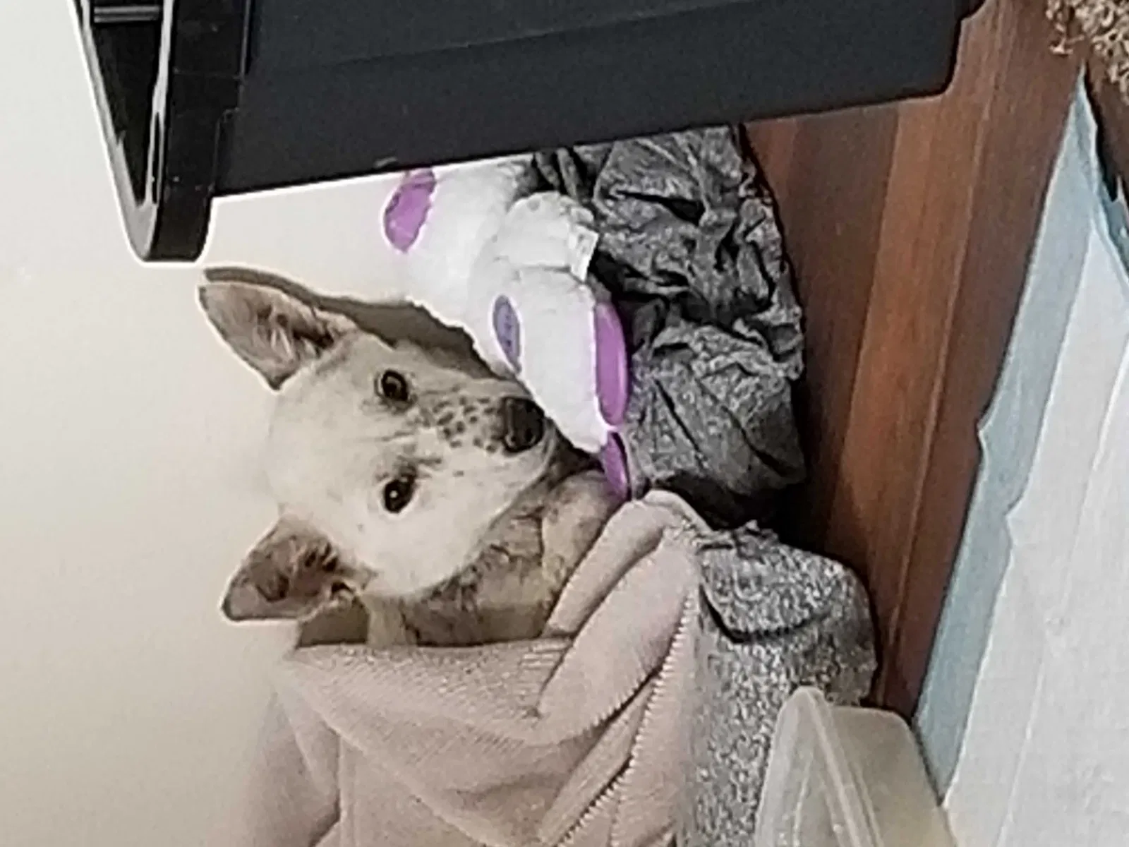 Lost dog in Albuquerque, NM, 87109