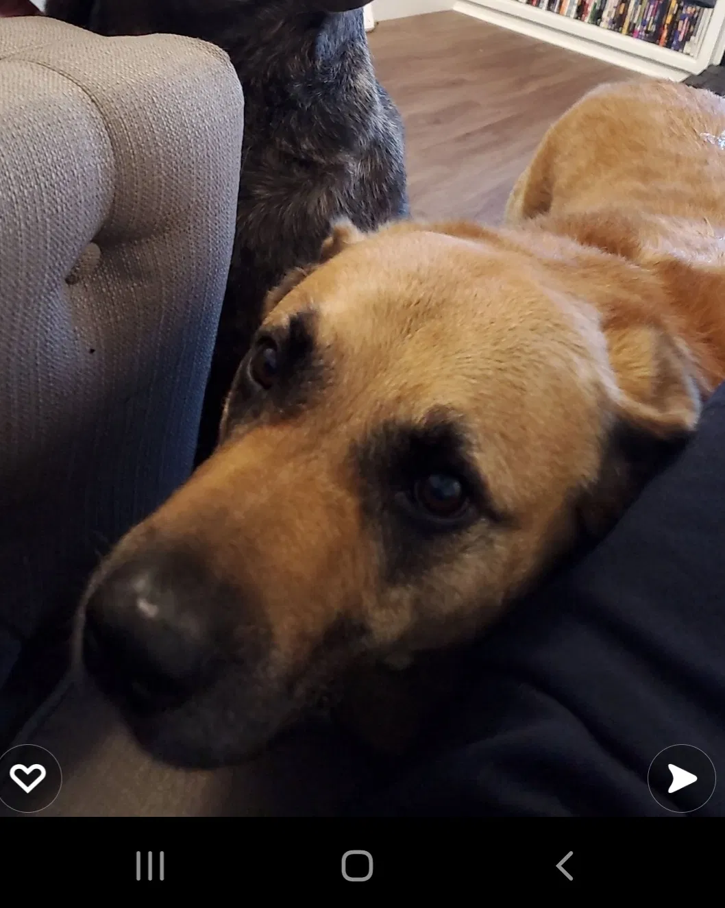 Lost dog in Arvada, CO, 80005