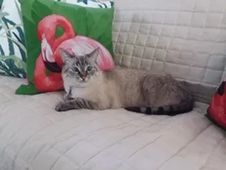 Lost cat in Las Vegas, NV, 89183