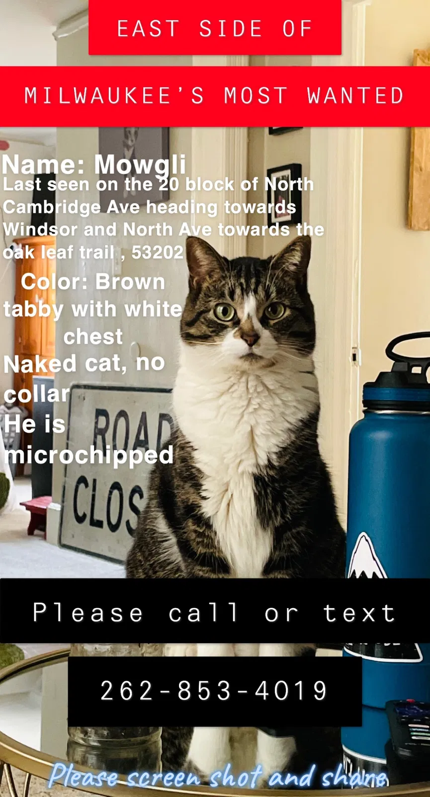 Lost cat in Milwaukee, WI, 53202