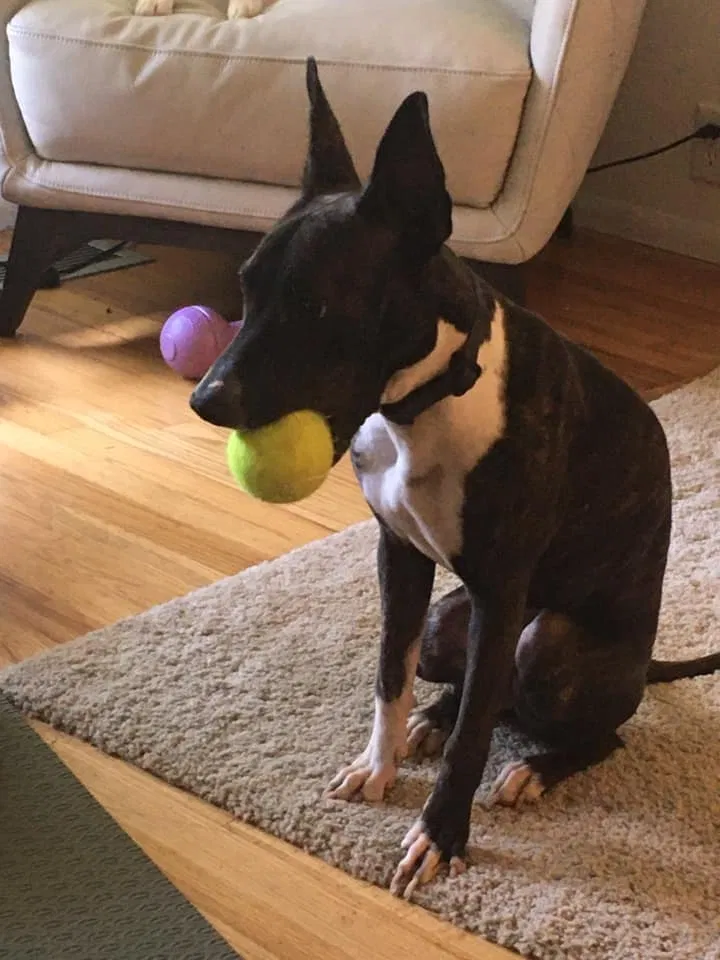 Lost dog in Seattle, WA, 98168